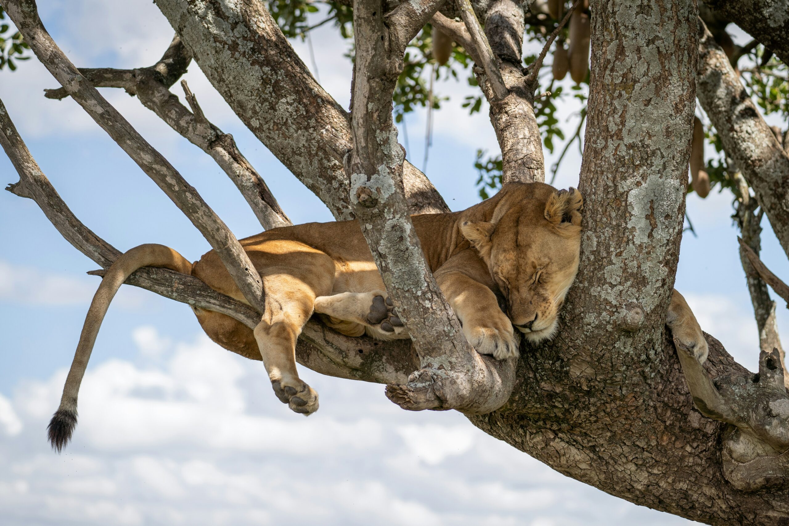 tree climbing lions Ishasha
