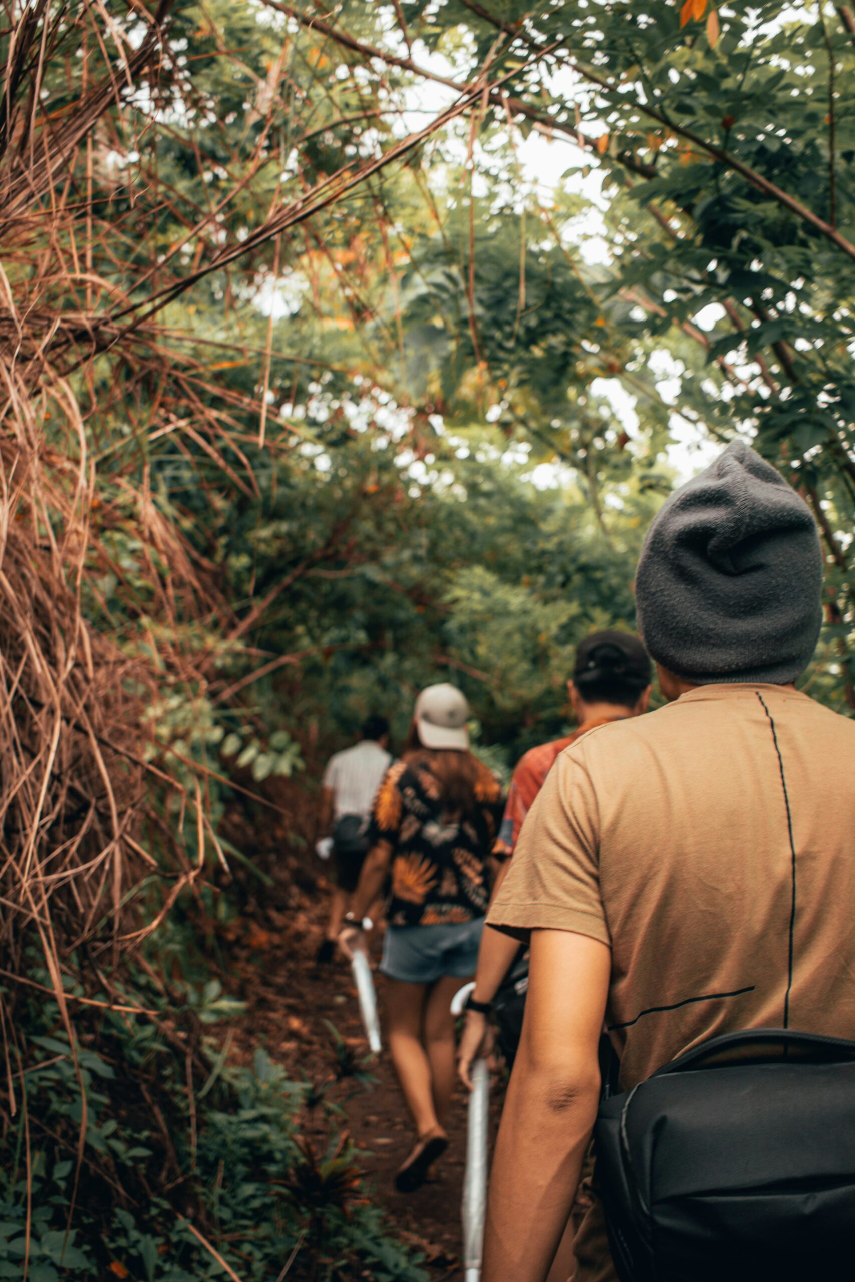 Mountain Gorilla Trek