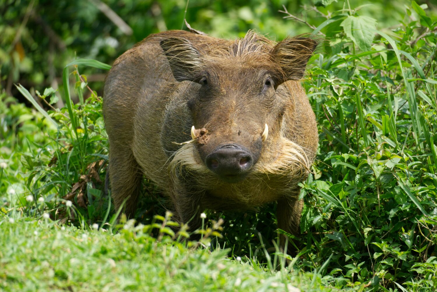 Mid-Range Safari Lodges Uganda