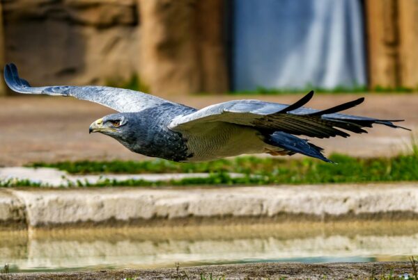 Verreaux's Eagle Uganda