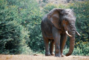 Uganda safari packages
