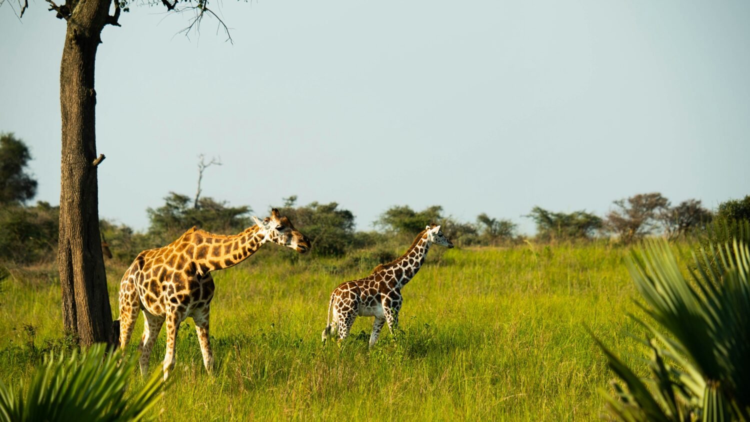 Uganda safari cost