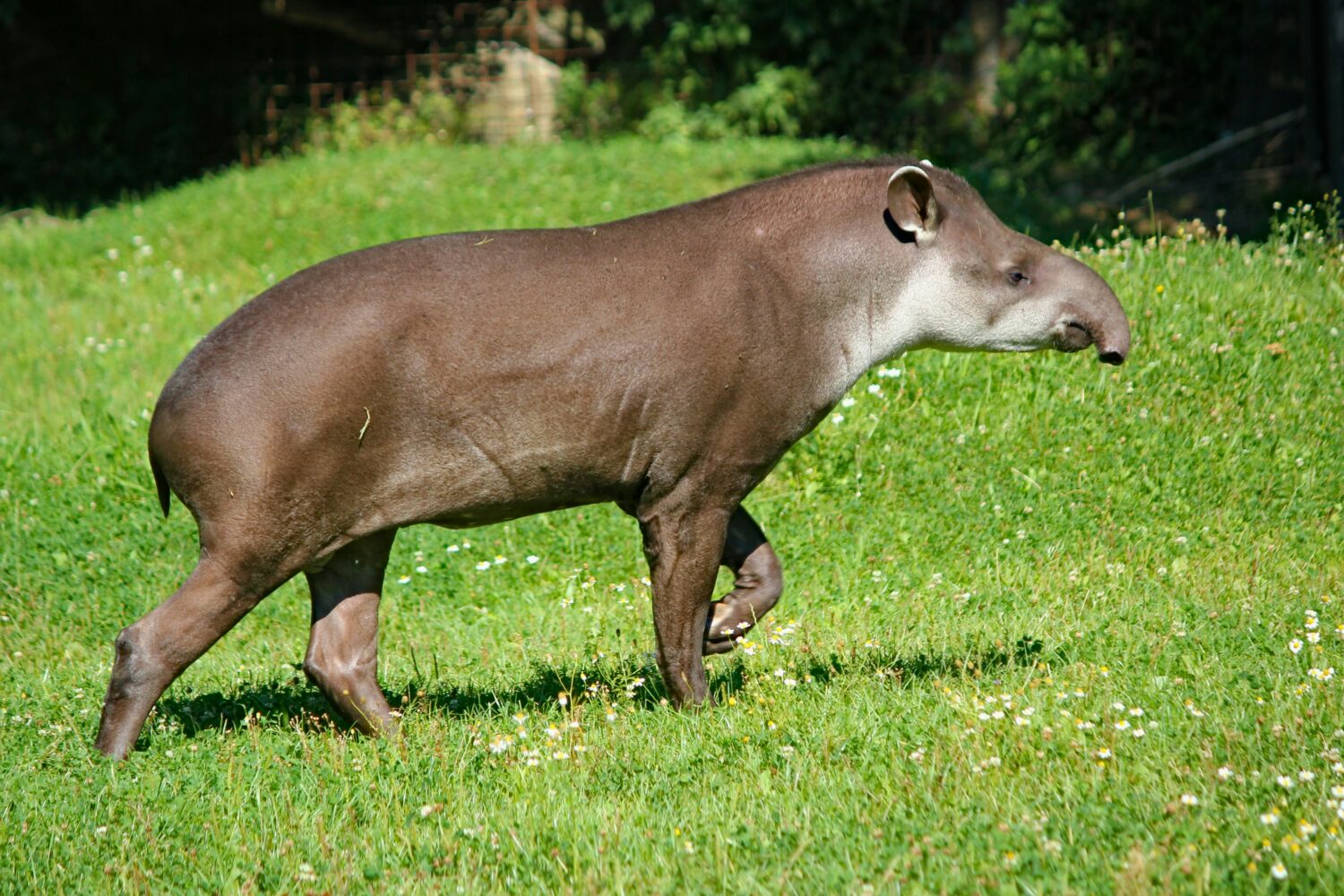 aardvark Uganda safari