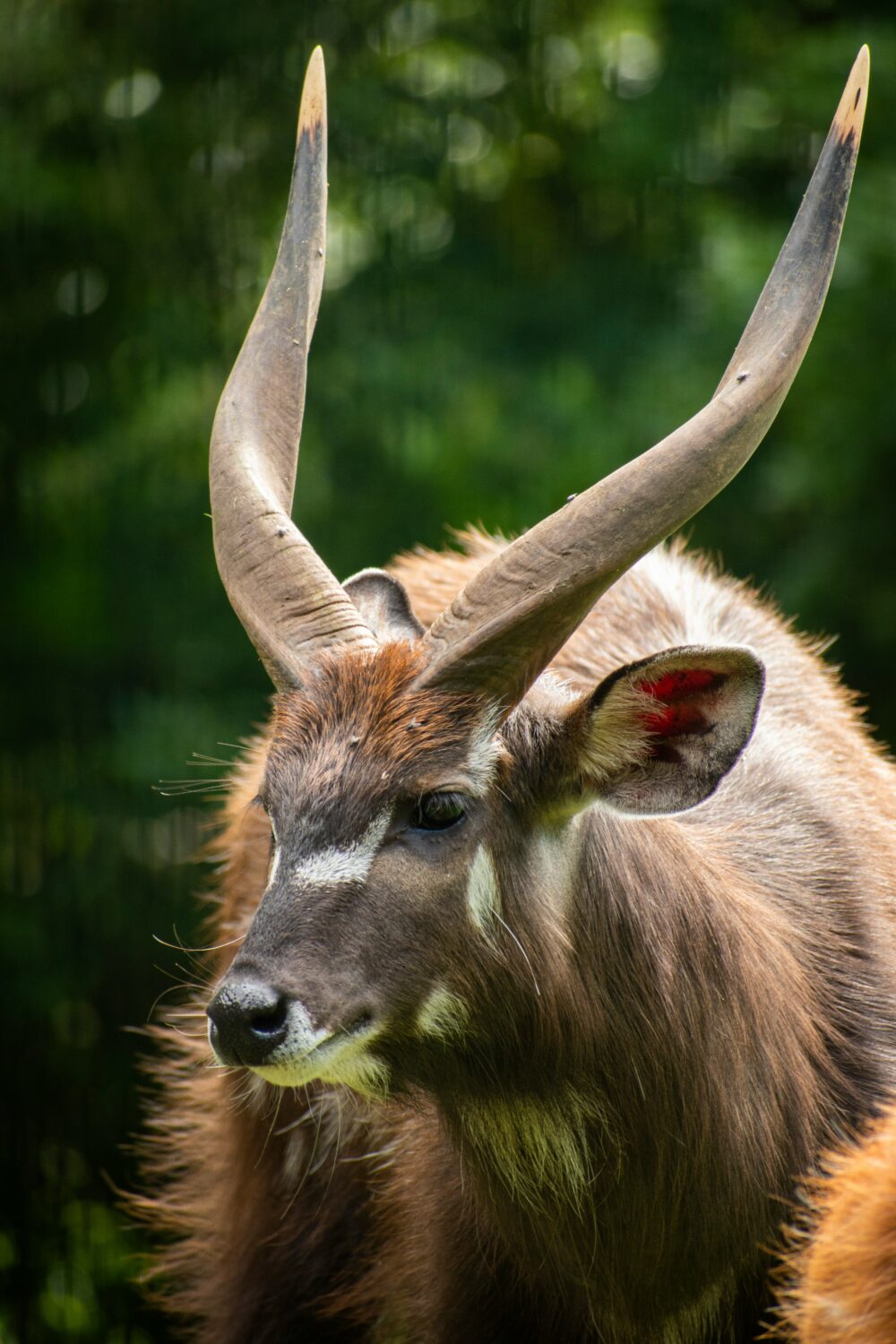 sitatunga vs bushbuck