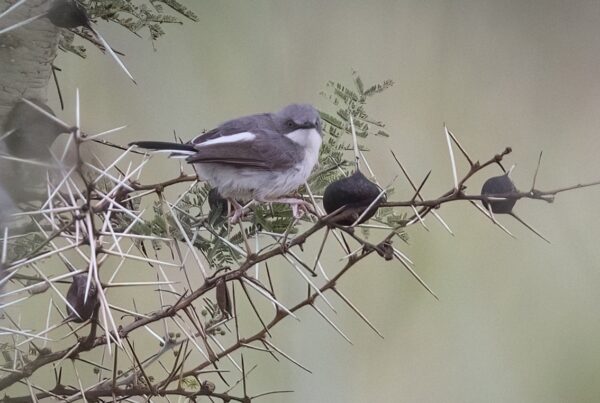 Karamoja Apalis Kidepo Valley