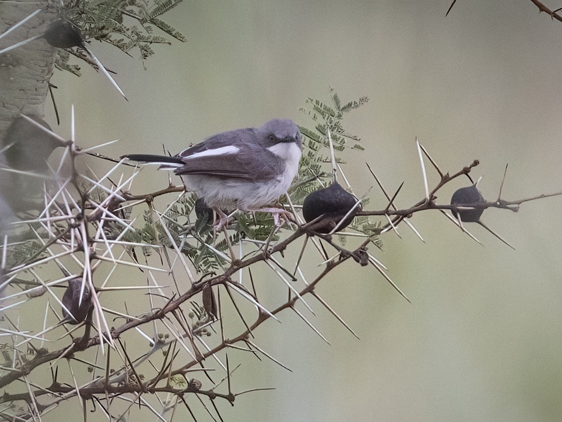 Karamoja Apalis Kidepo Valley