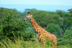 Uganda safari and Zanzibar