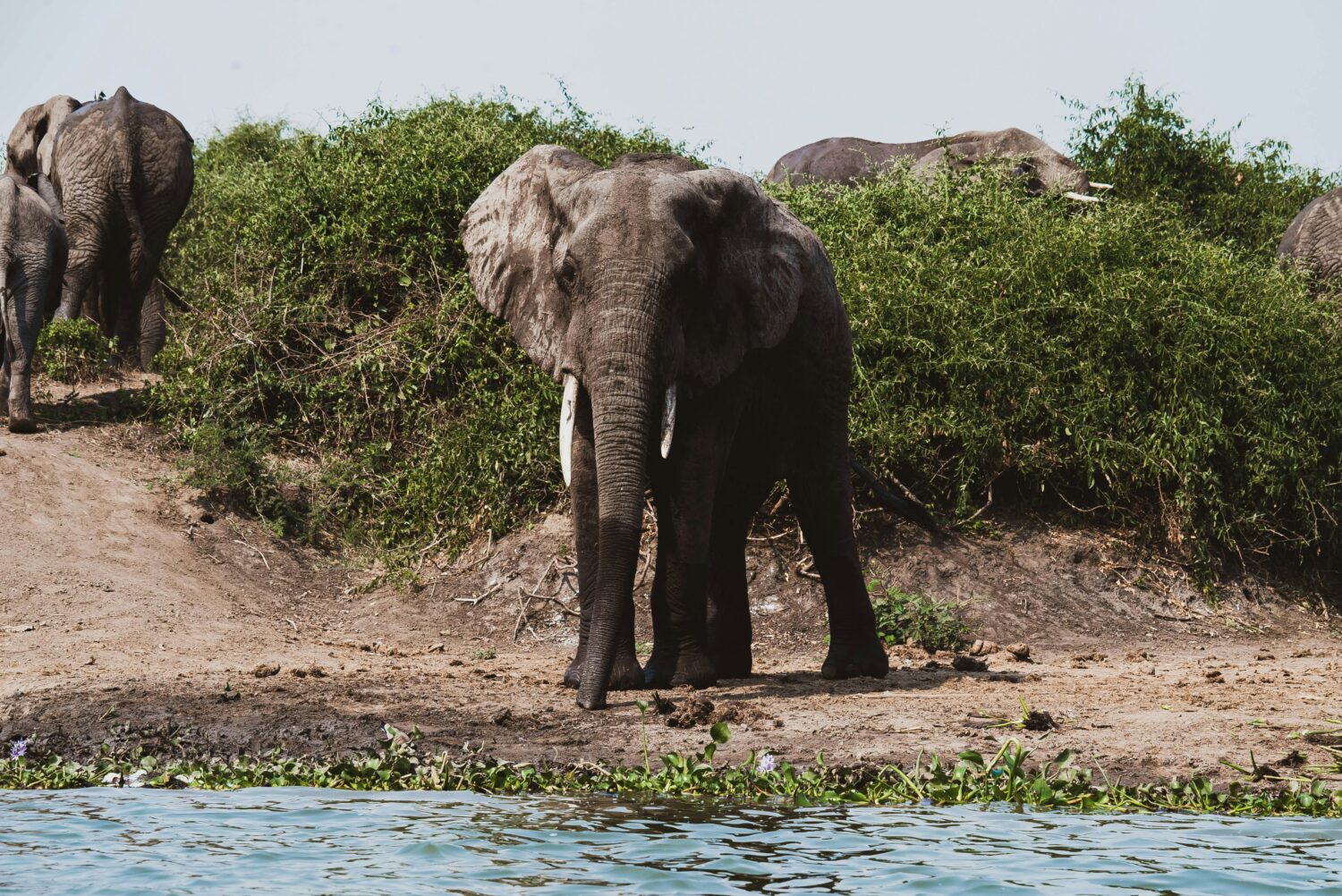 how far in advance to book a Uganda safari