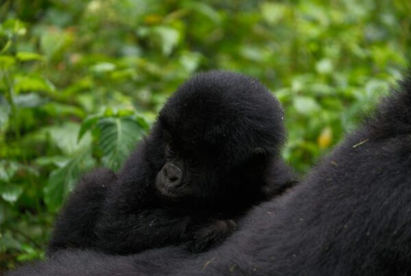 private vs group gorilla trekking