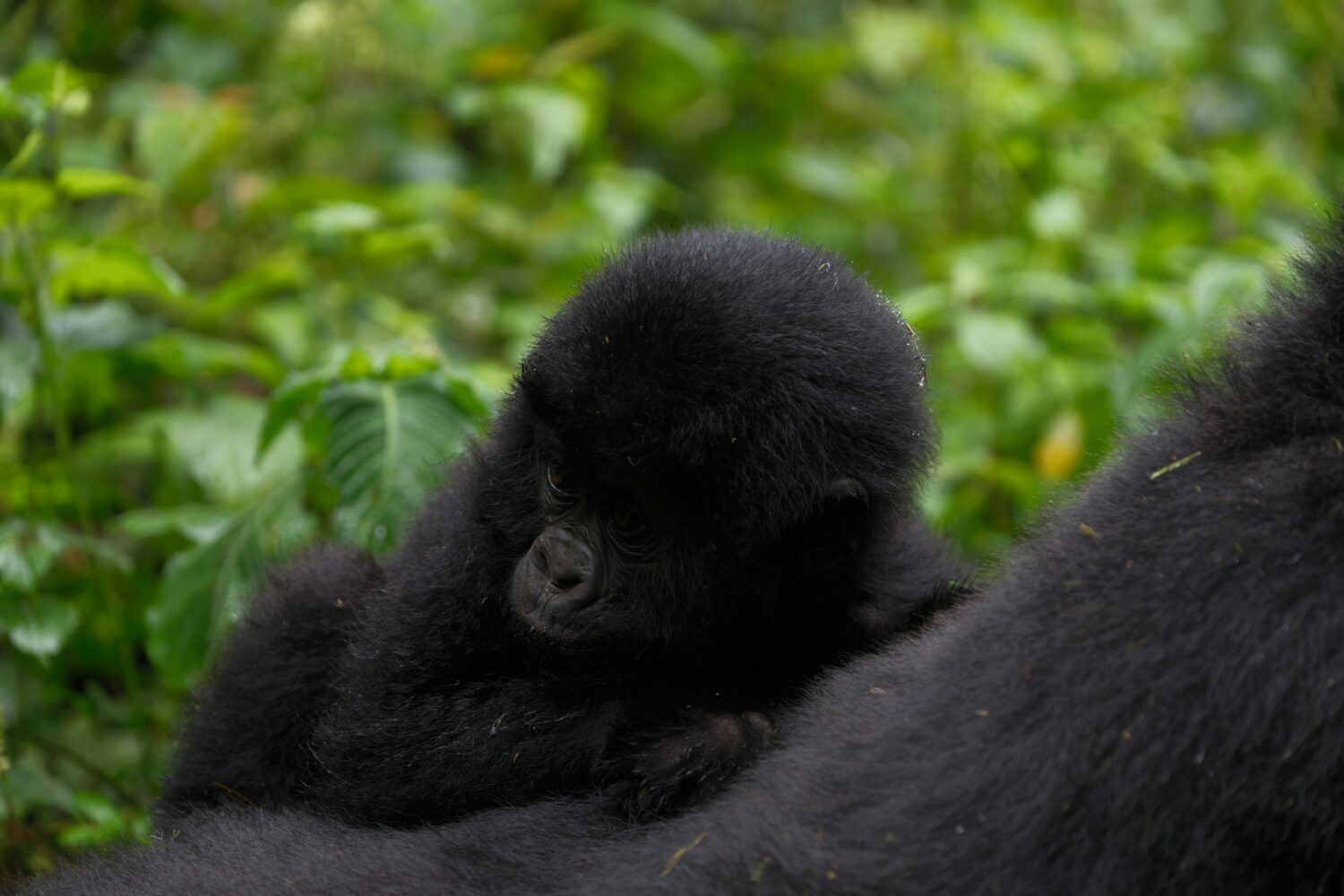 private vs group gorilla trekking