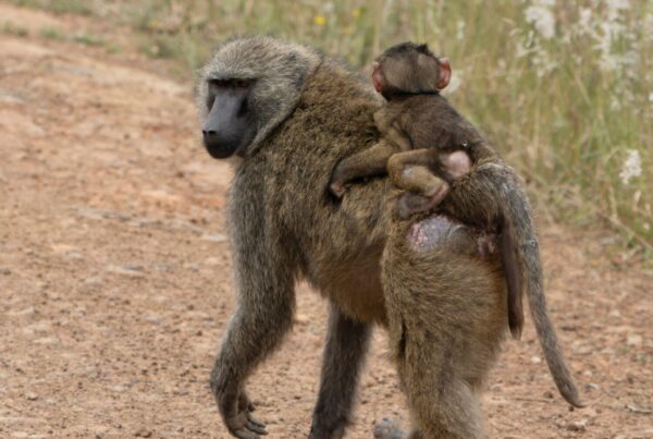 olive baboon behavior Uganda safari