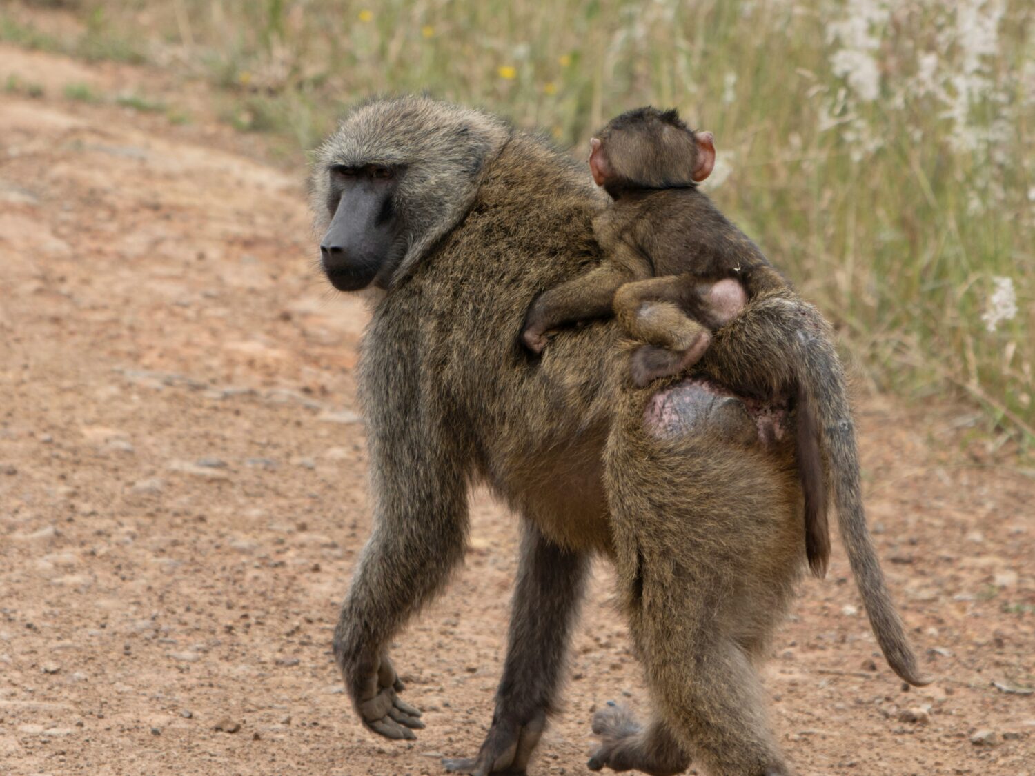 olive baboon behavior Uganda safari