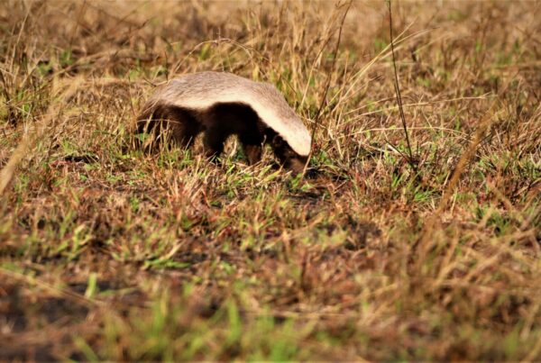 honey badger in Uganda