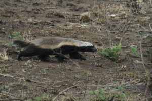 honey badger in Uganda