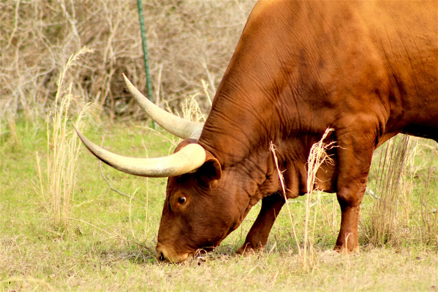 Banyankole Long-Horned Cattle