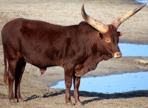 Banyankole Long-Horned Cattle