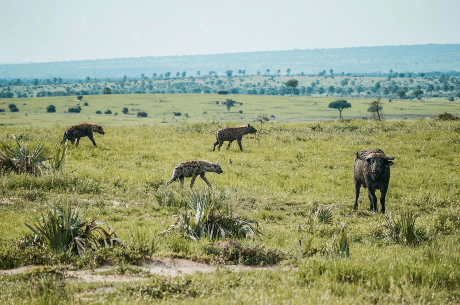 Why Uganda Is Being Called Africa's Next Big Safari Destination