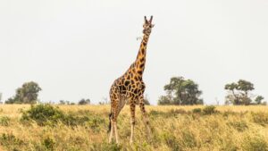 Why Uganda Is Being Called Africa's Next Big Safari Destination