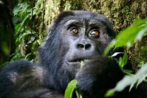 Uganda Gorilla Trekking vs Borneo Orangutan Trekking
