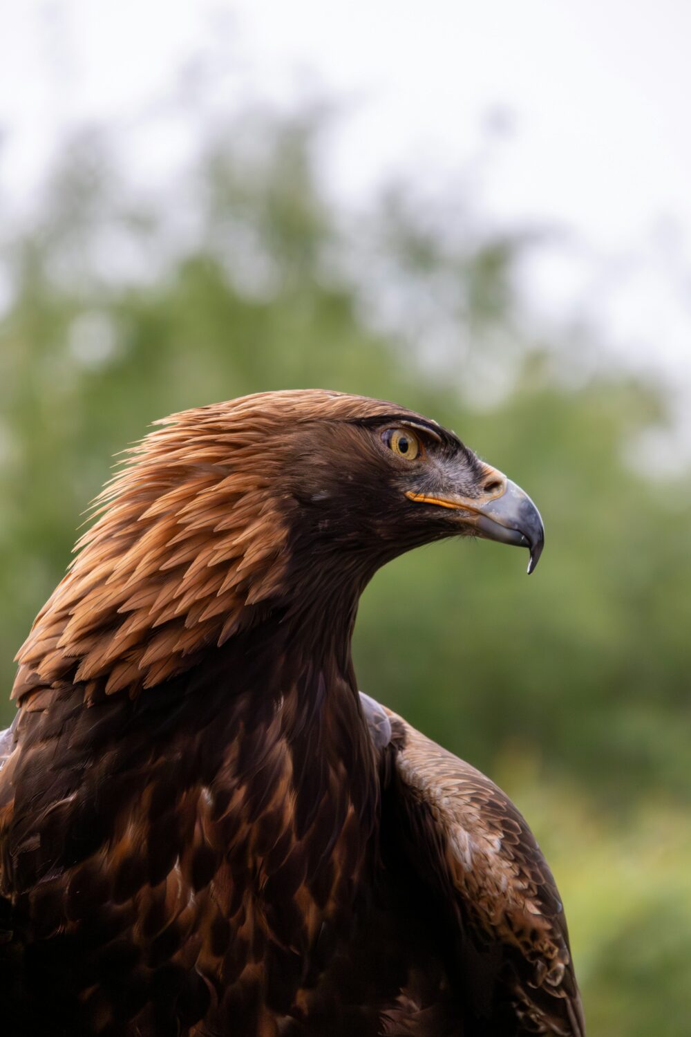 Bird Photography Tour Uganda