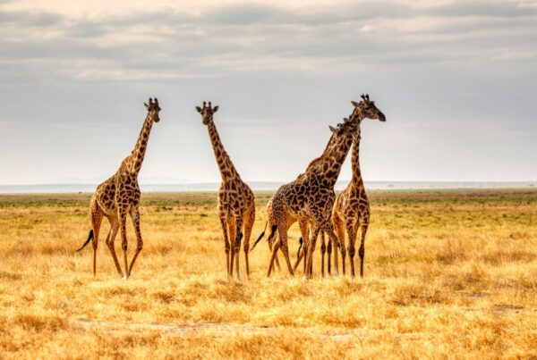 Big Five vs Big Seven safari Uganda