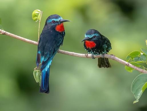 Black Bee-eater Uganda