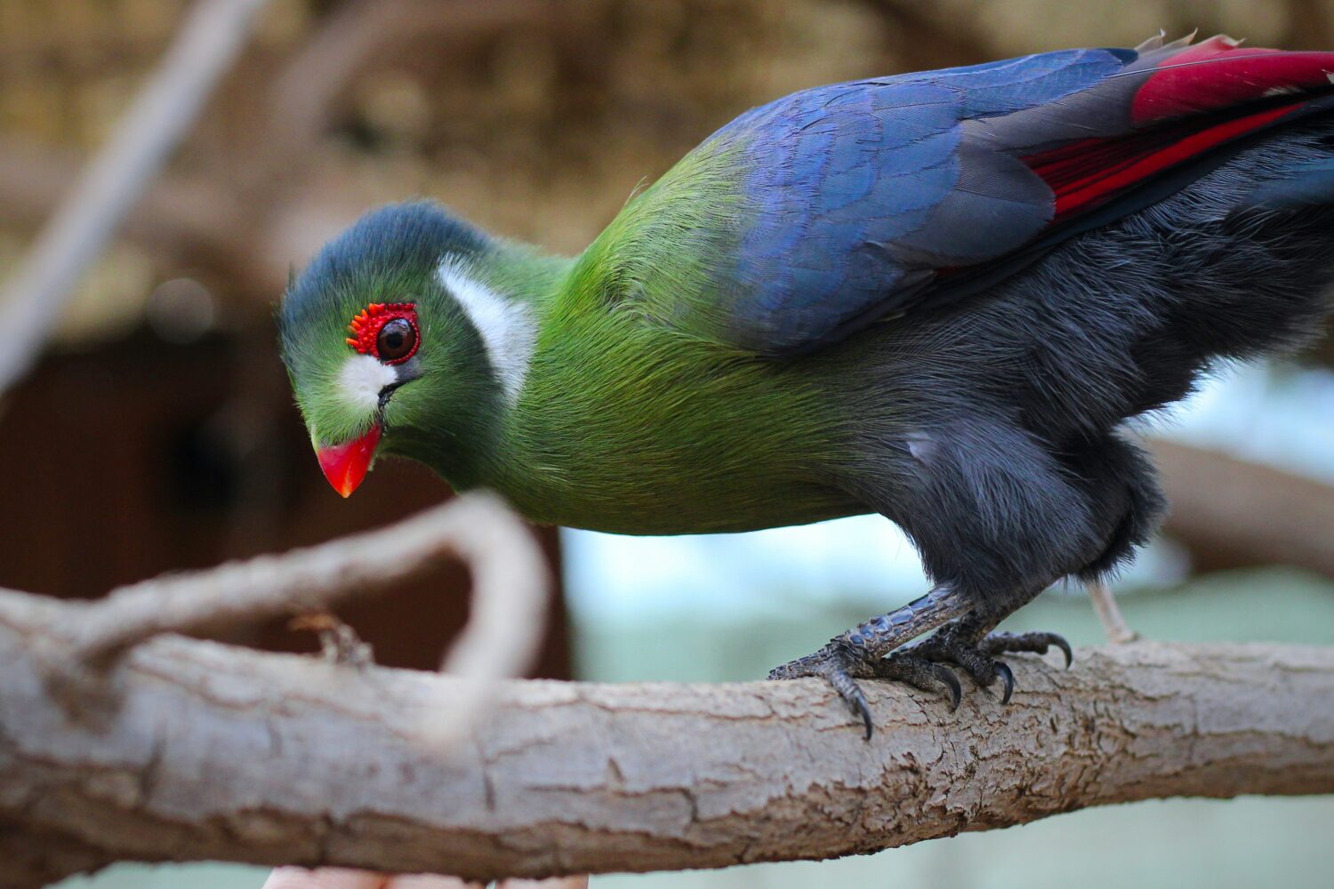 Great Blue Turaco Uganda
