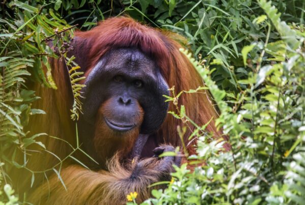 Uganda Gorilla Trekking vs Borneo Orangutan Trekking