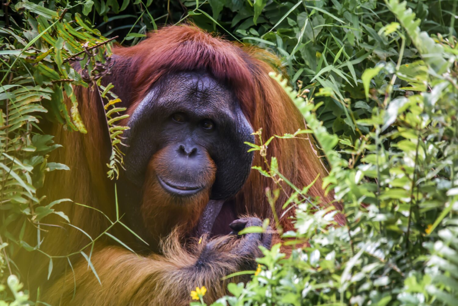 Uganda Gorilla Trekking vs Borneo Orangutan Trekking