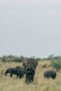 best time to visit Uganda during European summer