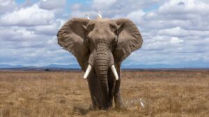 Big Five vs Big Seven safari Uganda