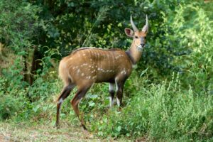 bushbuck Uganda