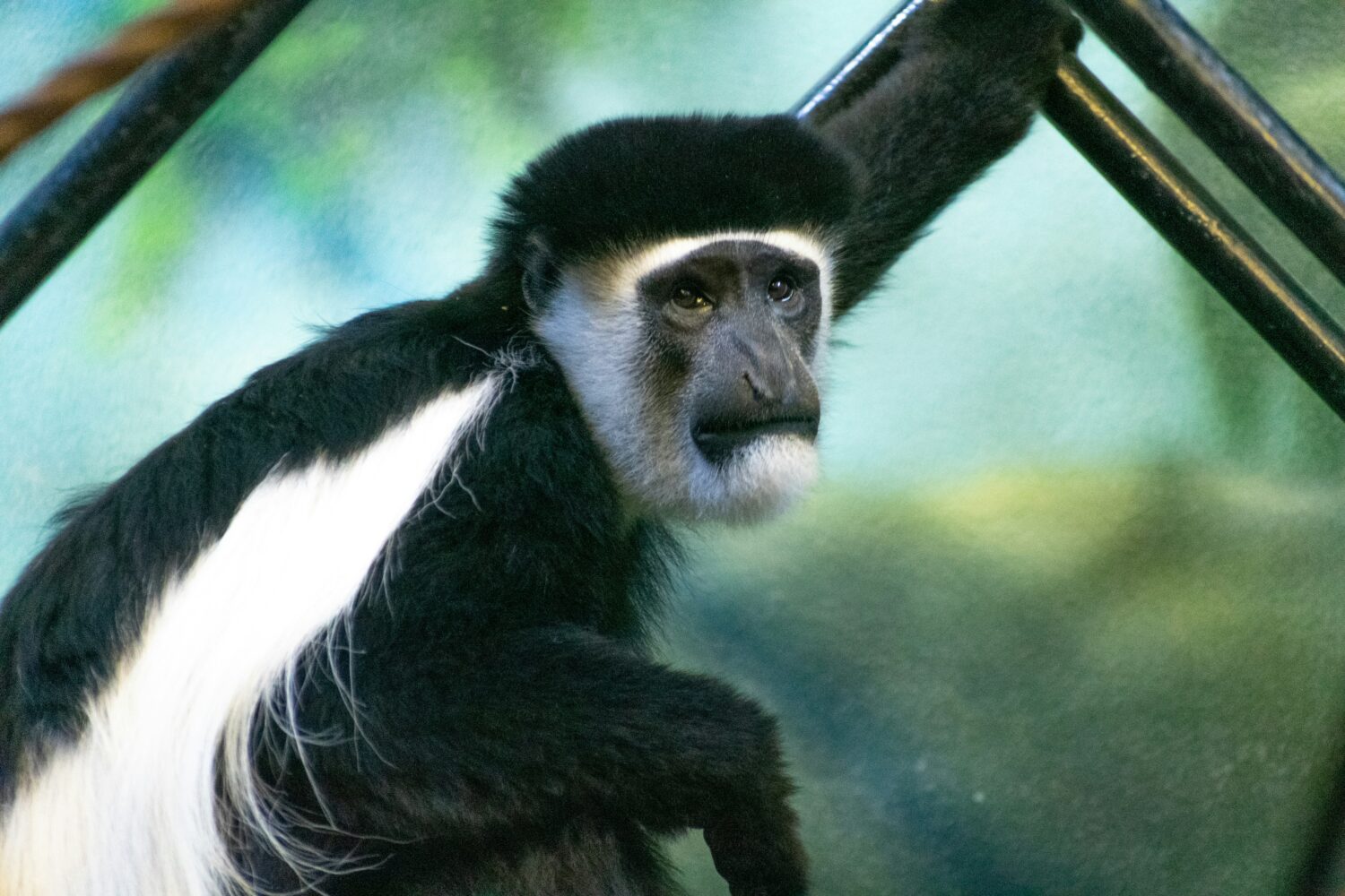 black-and-white colobus monkey Uganda