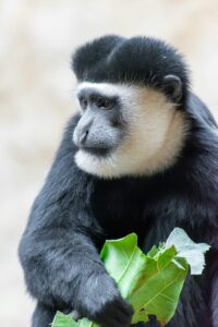 black-and-white colobus monkey Uganda