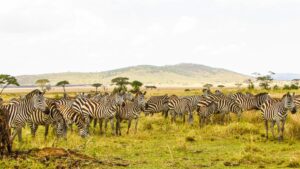 Uganda safari combined with Serengeti migration safari