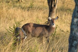 Uganda safari combined with Serengeti migration safari