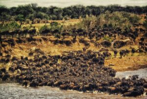 East Africa visa guide for combined safaris