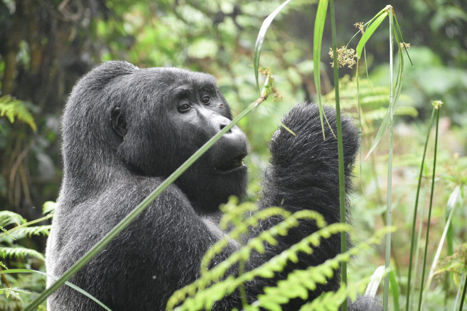 Uganda Rwanda Congo gorilla safari