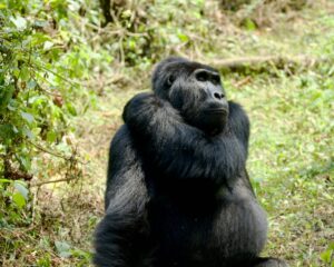 Uganda Rwanda Kenya grand circuit