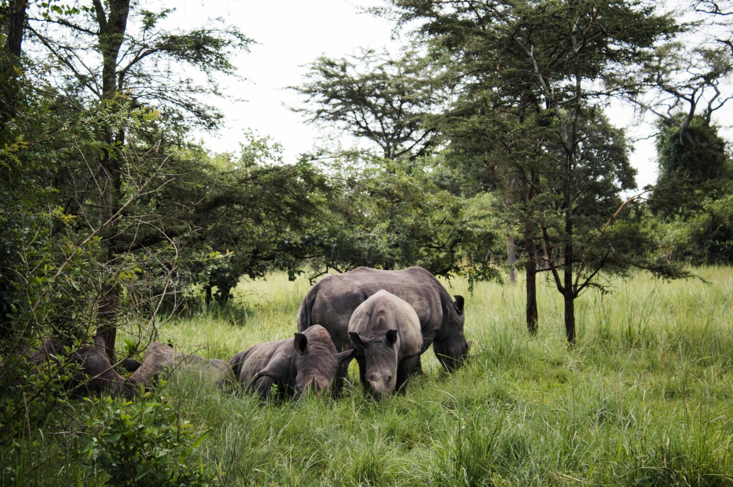 Uganda safari Easter holidays