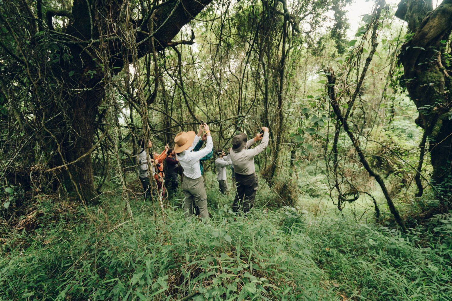Uganda safari