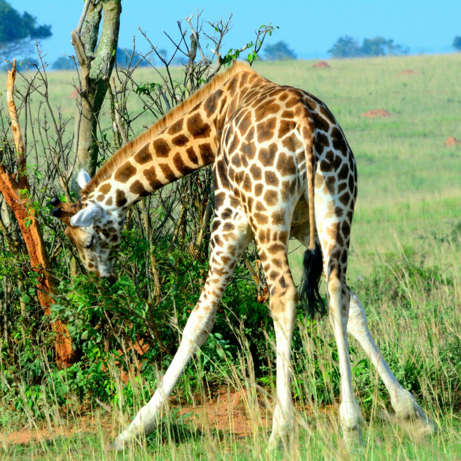 best time of day for game drives in Murchison Falls