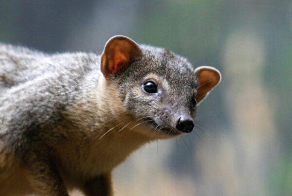African civet and genet Uganda