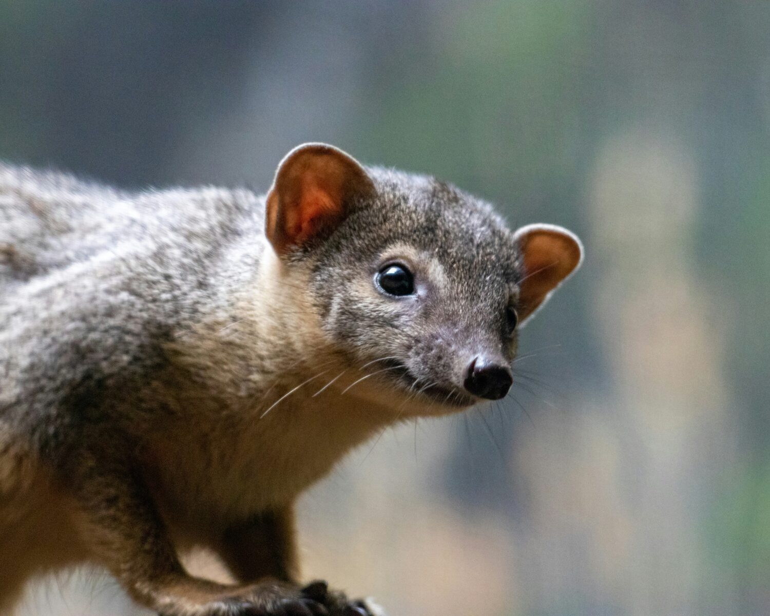 African civet and genet Uganda