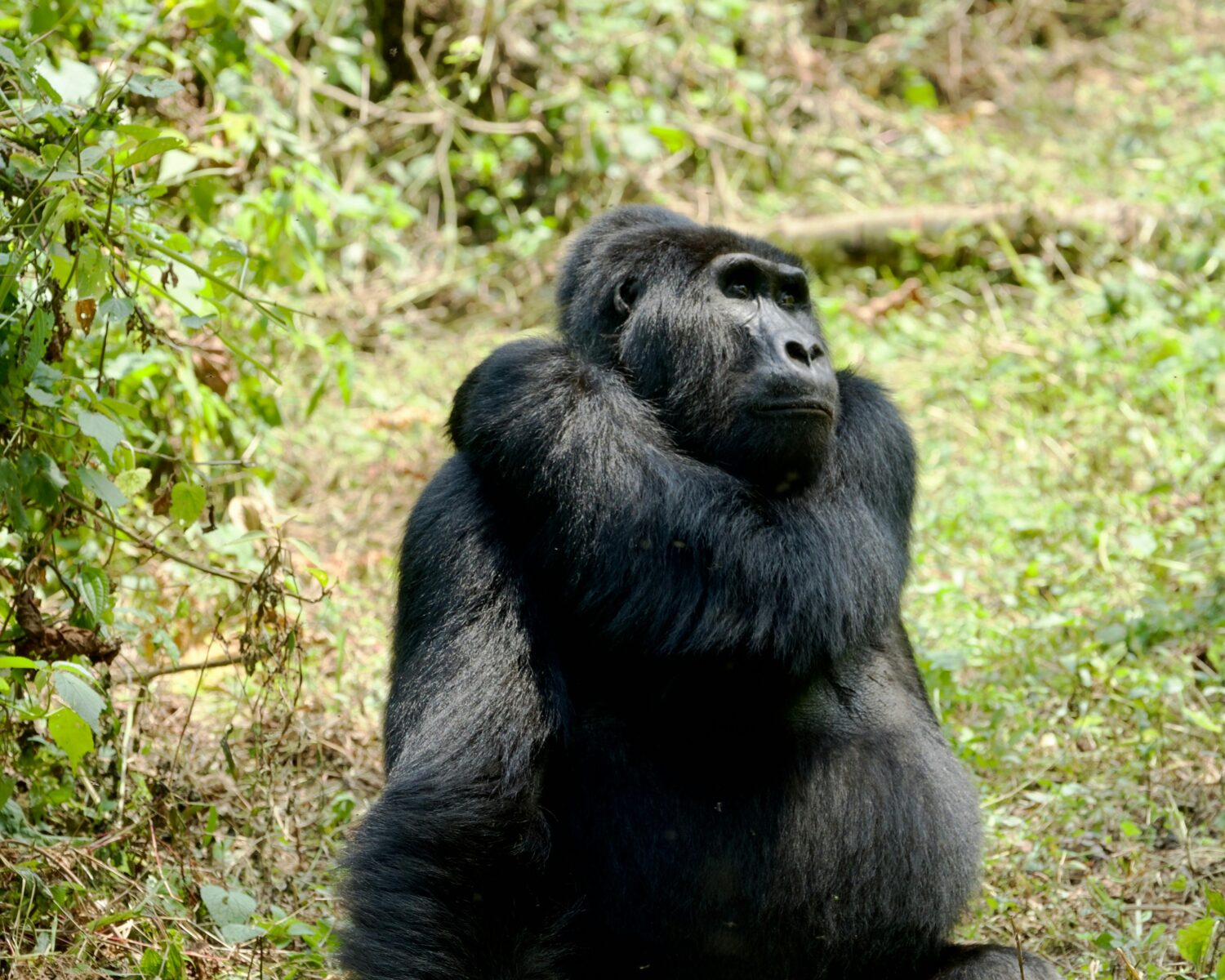 booking gorilla permits directly vs through a tour operator
