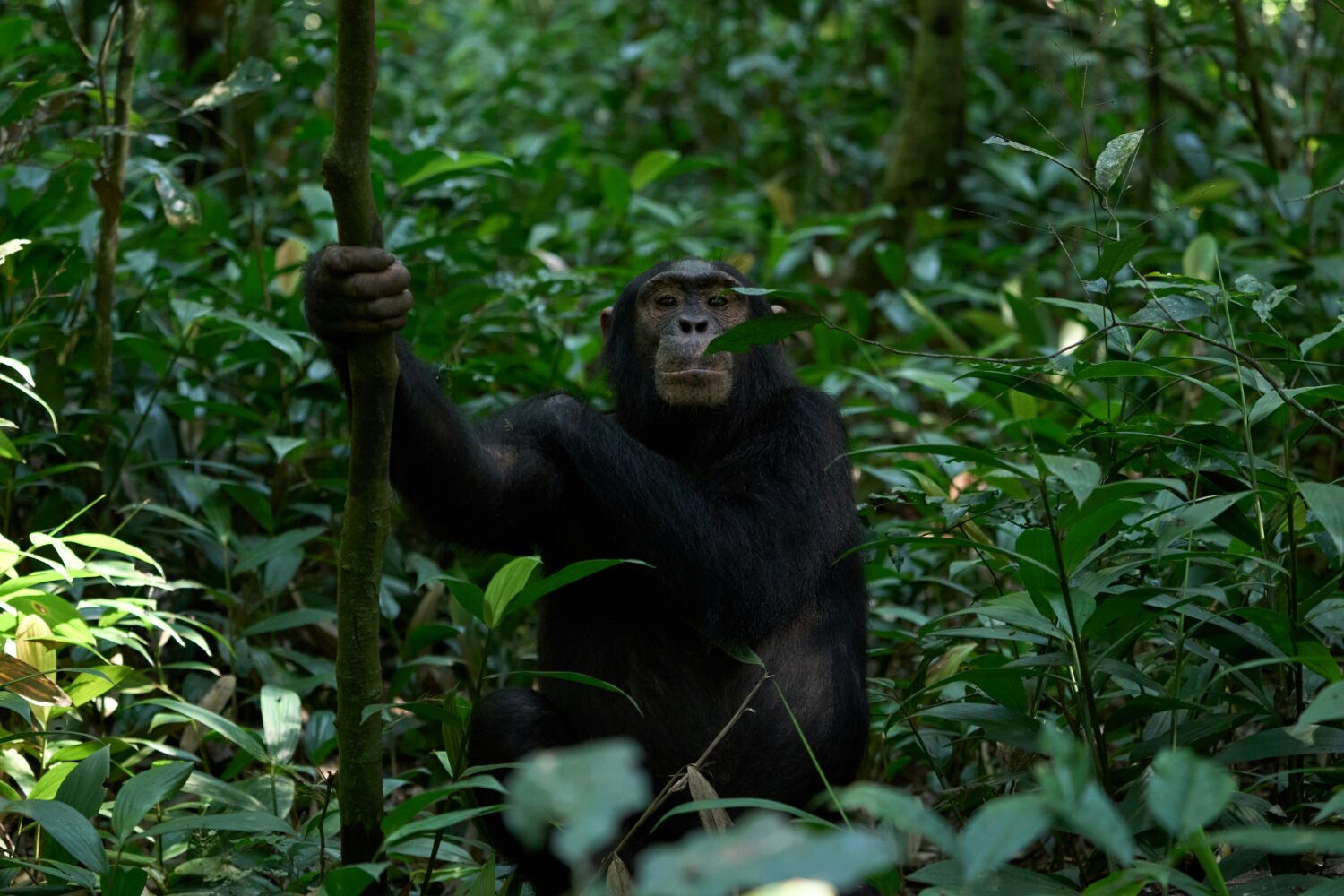 chimpanzee habituation in Uganda