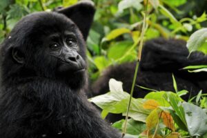 Uganda safari plus Mauritius beach add-on