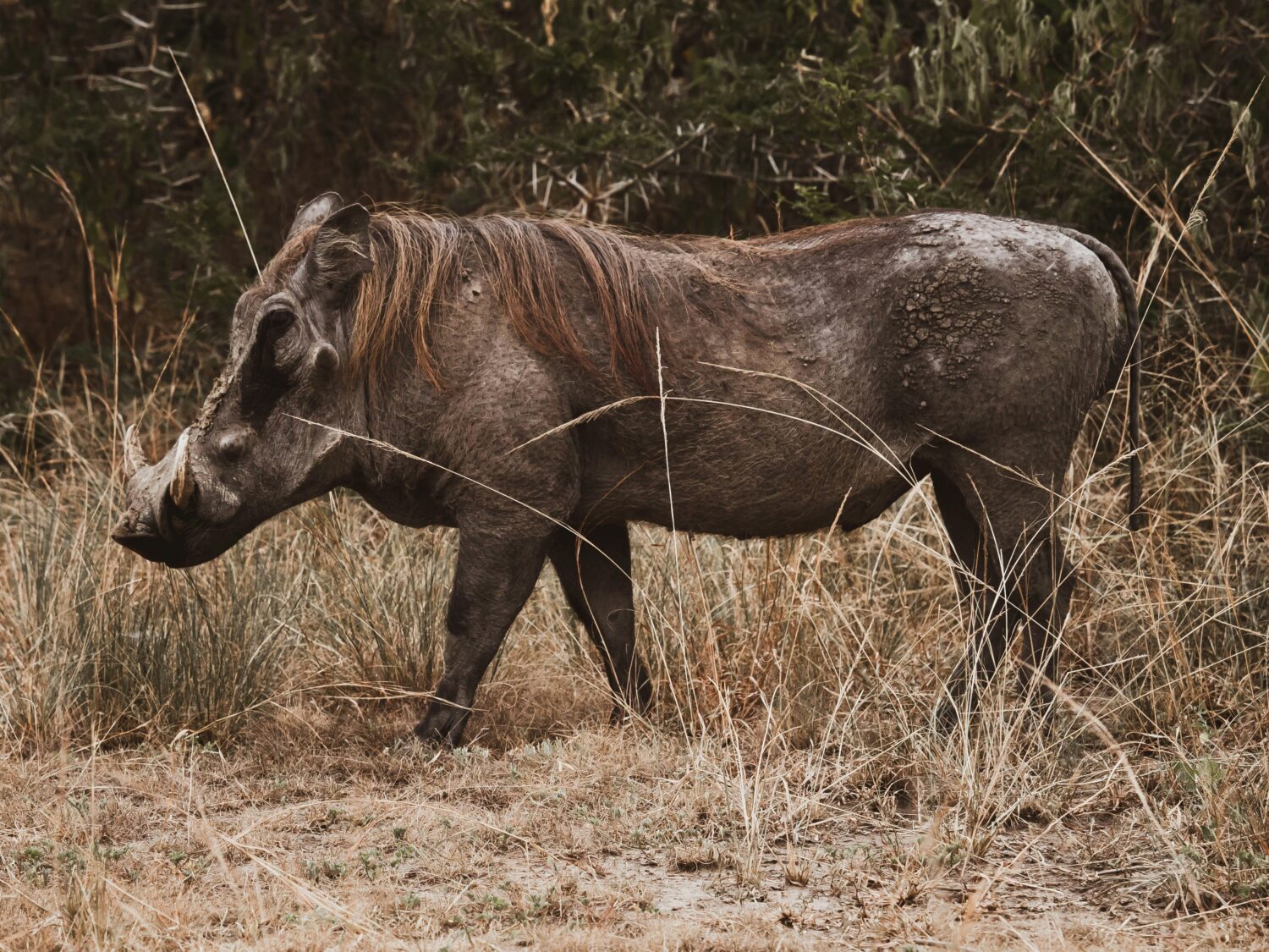 giant forest hog Uganda