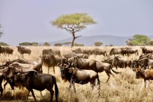 East Africa safari itinerary for first-time visitors