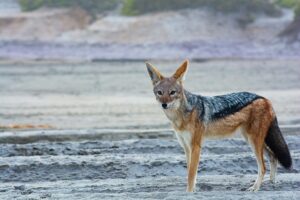 side-striped jackal Uganda